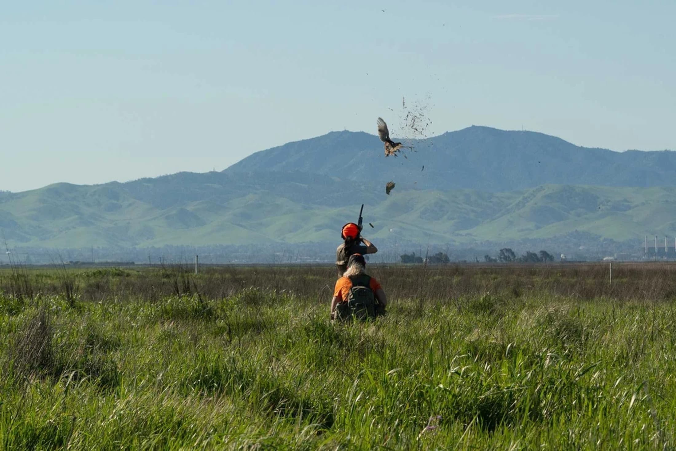 Hunters in the field as a pheasant flushes